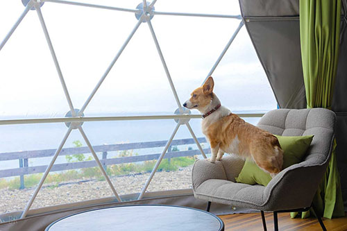 愛犬同伴可能なお部屋